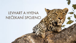 Levhart a hyena: Nečekaní spojenci