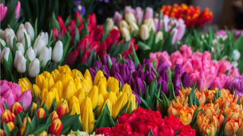 Prima SVĚT, 25.1. v 09:25