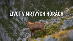 Život v Mrtvých horách