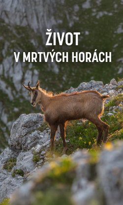 Život v Mrtvých horách