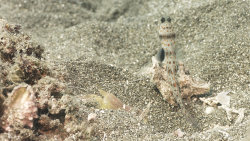 Neobyčejní obyvatelé oceánů