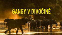 Gangy v divočině