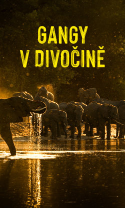 Gangy v divočině