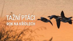 Tažní ptáci: Rok na křídlech
