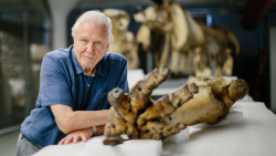 David Attenborough: Slon jménem Jumbo