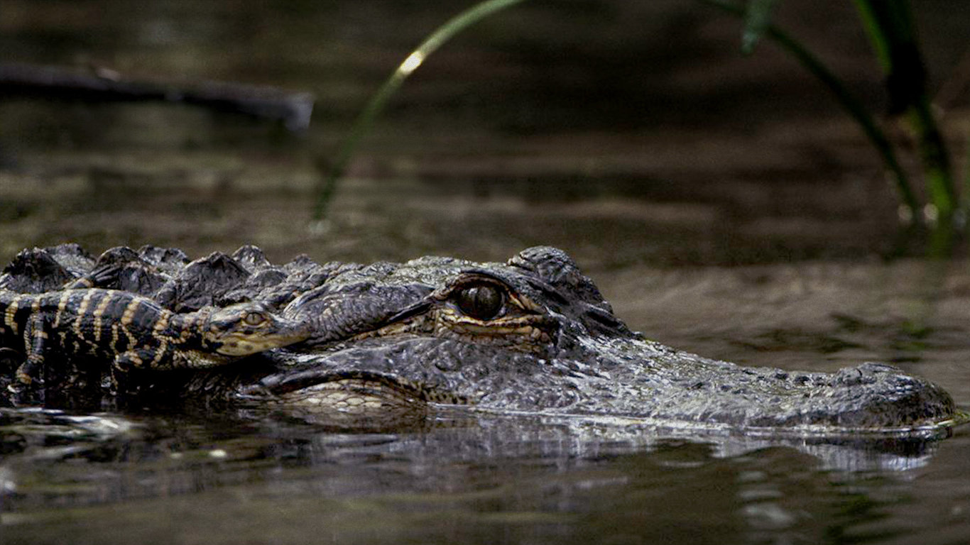 Elitní krokodýlí zabijáci