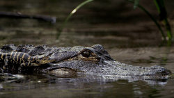 Elitní krokodýlí zabijáci