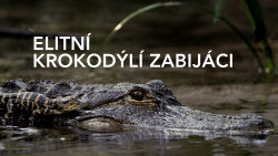 Elitní krokodýlí zabijáci