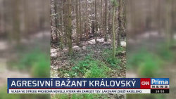 ZPRÁVY Z REGIONŮ - 17.8. v 16:55