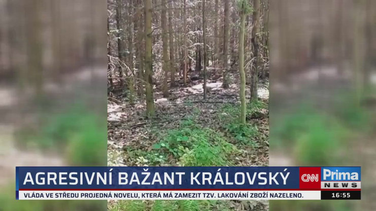Náhled videa