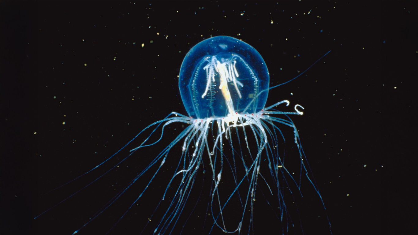 Nejnebezpečnější medúza na světě