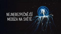 Nejnebezpečnější medúza na světě