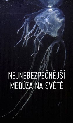 Nejnebezpečnější medúza na světě