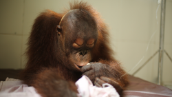 Orangutaní škola v džungli
