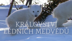 Království ledních medvědů