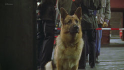 Komisař Rex