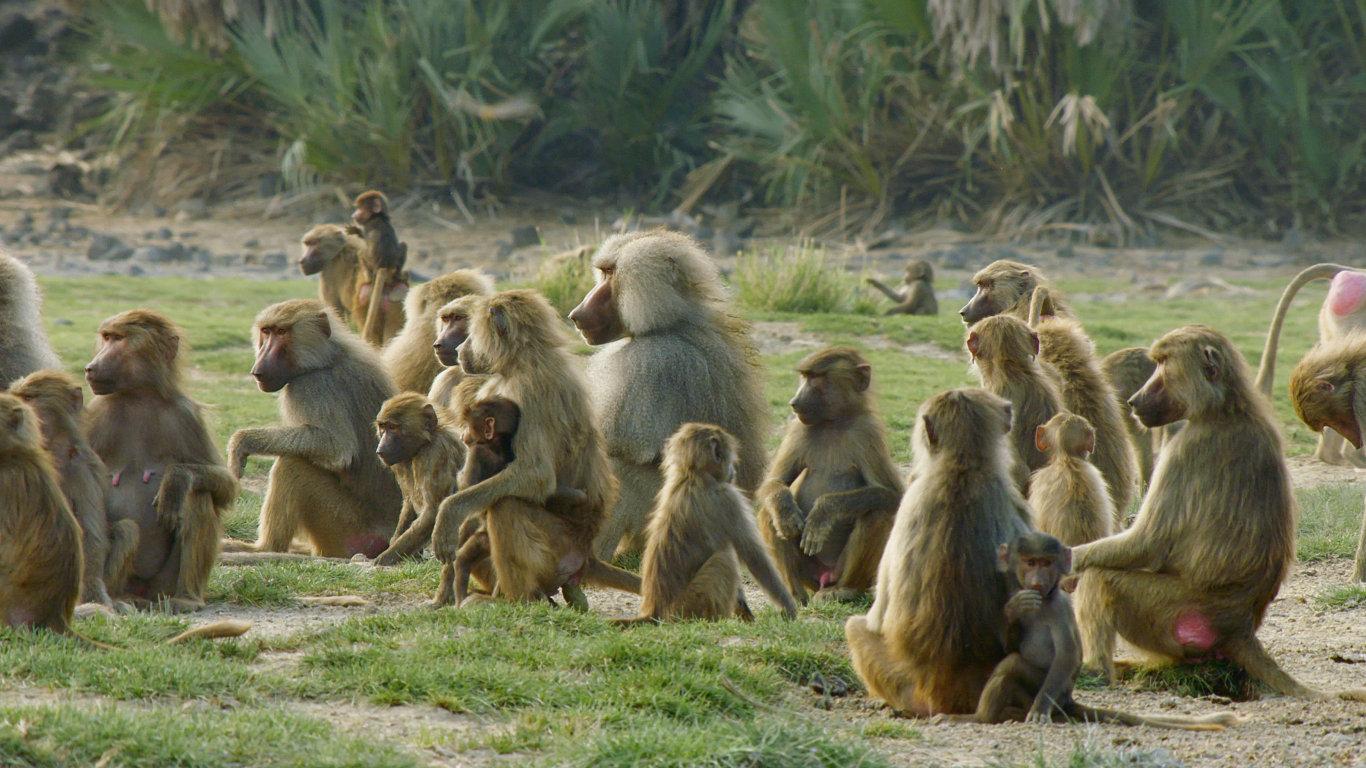 Pravidla paviání tlupy