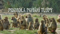 Pravidla paviání tlupy