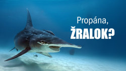 Propána, žralok?