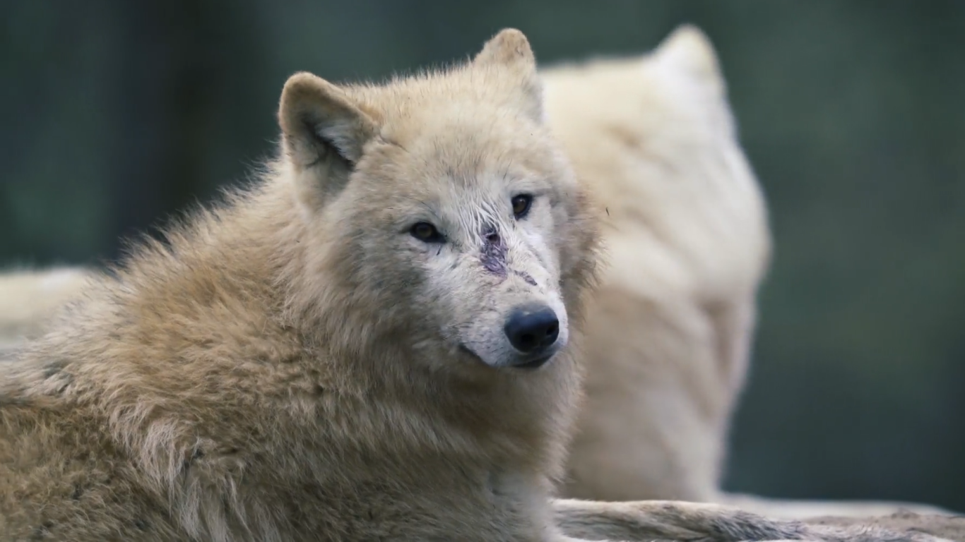 Tundra