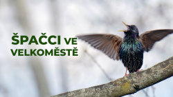 Špačci ve velkoměstě