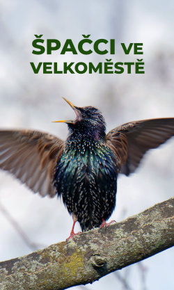 Špačci ve velkoměstě