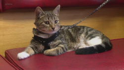 Veterinář z Yorkshiru S10 (12)