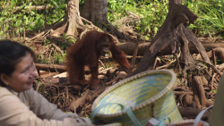 Orangutaní škola v džungli
