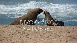 Divoký život na pobřeží