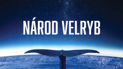 Národ velryb