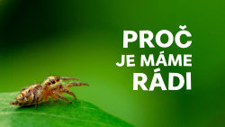Proč je máme rádi