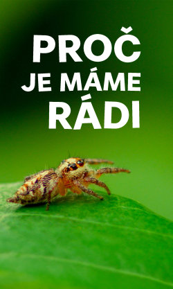 Proč je máme rádi