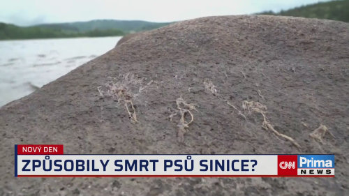 Epidemiolog Roman Prymula o sinicích a otravách psů