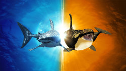 Žralok bílý versus kosatka