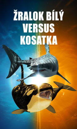 Žralok bílý versus kosatka