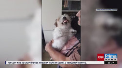 Vaši mazlíčci v televizi
