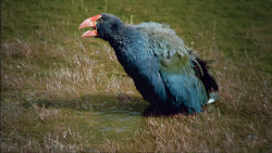 Poklady Jižního ostrova