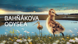 Bahňákova odysea