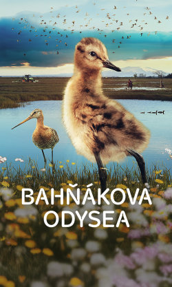 Bahňákova odysea