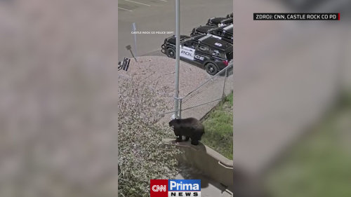 Medvěd přelezl plot a procházel se po parkovišti policejní stanice v Coloradu