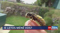 Je letos méně vos? 