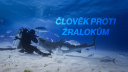 Člověk proti žralokům