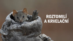Roztomilí a krvelační