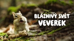 Bláznivý svět veverek