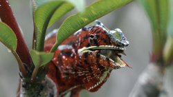 Chameleoni: Králové barev