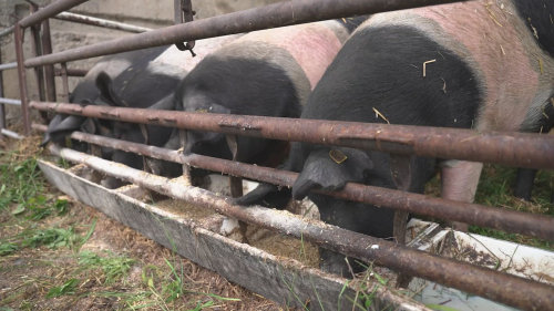 Jak vzniká nejlepší biopotravina roku 2025?