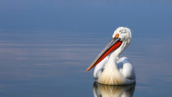 Ráj ptáků na jezeře Kerkini