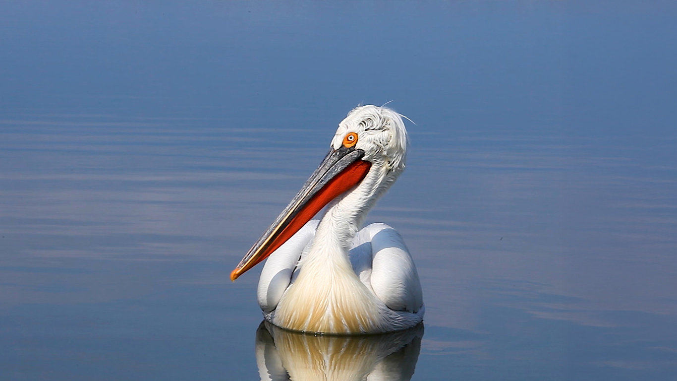 Ráj ptáků na jezeře Kerkini