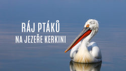 Ráj ptáků na jezeře Kerkini