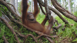 Orangutaní škola v džungli